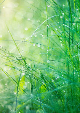Close-up of morning dew covered grass leafs in sun ligh ...