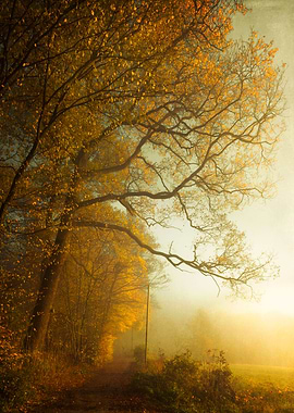 Forest and field on a hazy fall morning at sunrise - te ...
