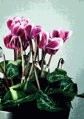 Cyclamen blossom