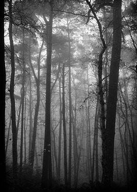 Mist II (Aspley Wood)