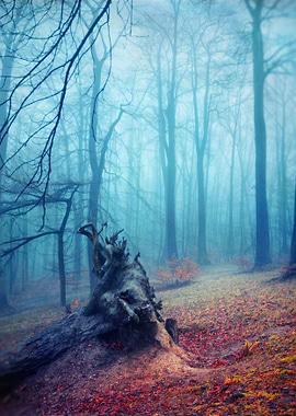 Silent Sadness - roots of a fallen tree on a misty fall ...