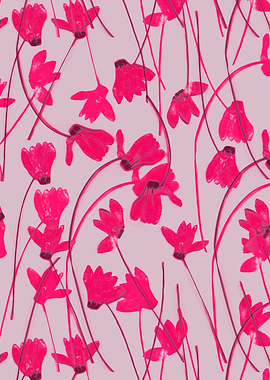 Flowering Cyclamen #1