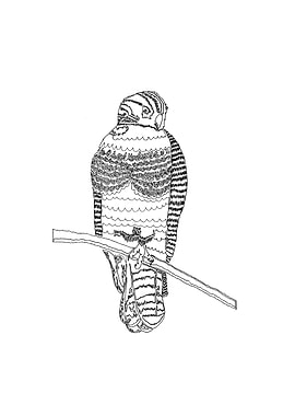 Harold the Hawk. Created for a friend of mine as a gif ...