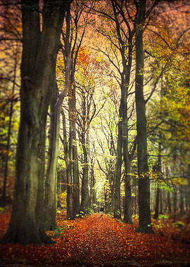 Alley with beech trees on a rainy day in late November ...