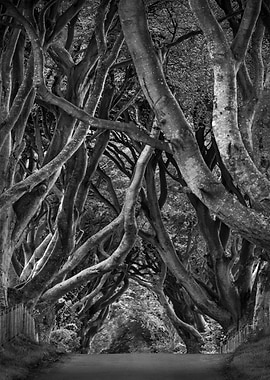 Dark Hedges