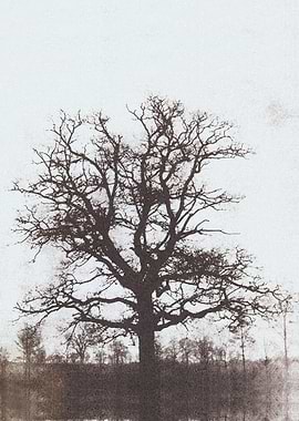 The Solitude of Trees