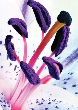 Macro of Lily - Anthers and Stigma