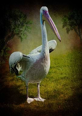 Phineas Pelican Steps Out