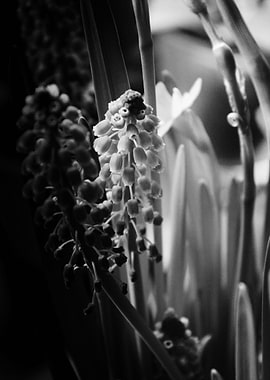 HYACINTHS AND DAFFODIL