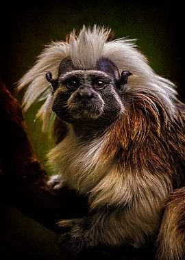 Tamarin Monkey