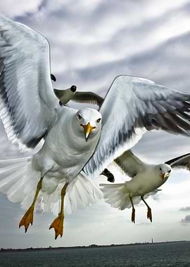Seagull in Flight