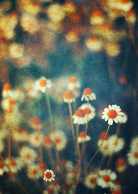 Painterly Camomille flowers a the fringe of a field - t ...
