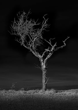 The Black Tree