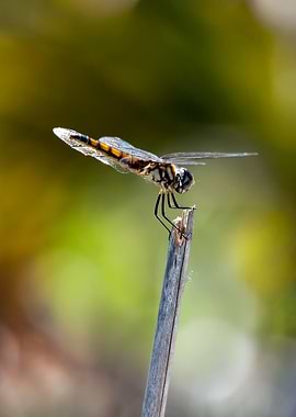 Dragonfly