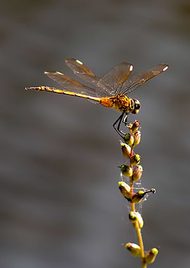 Dragonfly