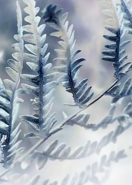 Blue Fern