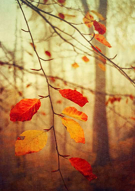 Last remaining colourful leaves on a tree in late autum ...