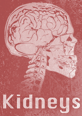 Kidneys