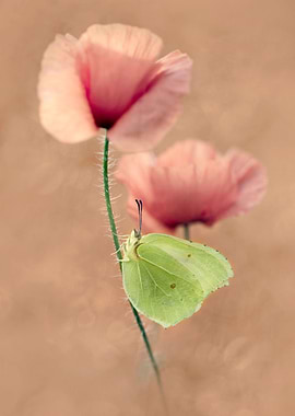 Impression with pink poppies