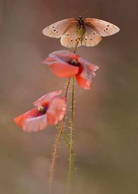 Composition with two poppies and brown butterfly