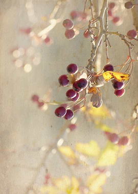 Hawthorn Berries