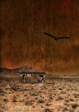 A turkey vulture scans the desert floor for prey, soari ...