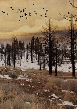 Blackbirds departing the bare trees of winter forest ne ...