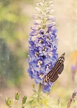Brown butterfly perched on purple flower of Delphinium