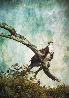 Osprey with his captured fish perched on bare tree bran ...