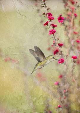 Hummingbird visiting lovely red wildflowers with a text ...