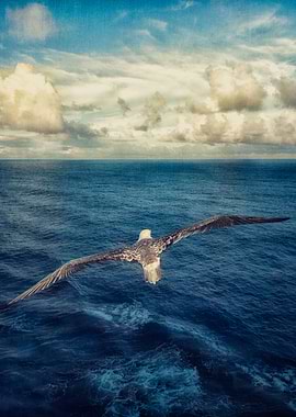 Red-footed Booby in-flight over the Coral Sea near Will ...