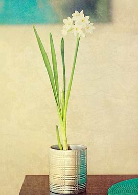 Painterly textured view of Paper Whites (flowers) grown ...