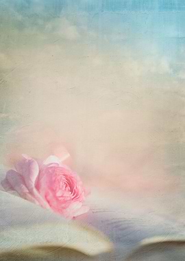Pink Ranunculus Rose blossom rests upon the open pages ...