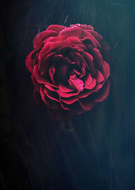 A Rose By Any Other Name