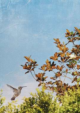 Hummingbird approaches a Magnolia tree. Textured for p ...