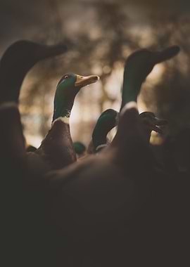 Duck