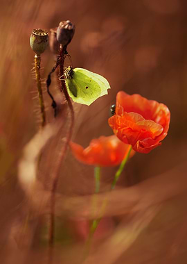 Impression with red poppies