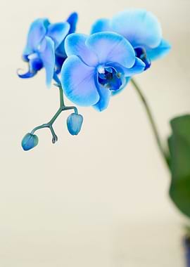 Blue Sapphire Orchid macro lens capture