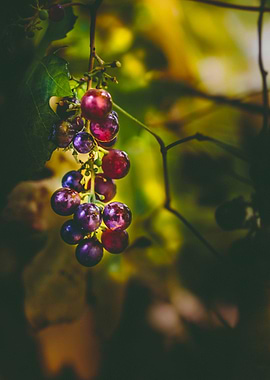 Pinot II