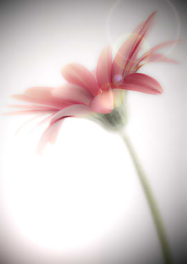 Lazy Afternoon Light