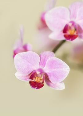 Pink Orchid Display with focus on the inner beauty of t ...