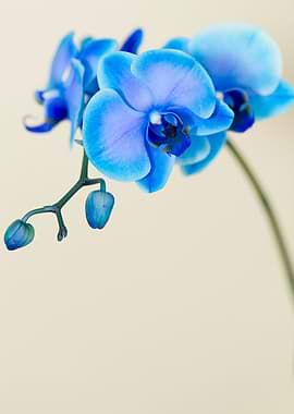 Sapphire Blue Orchids and new buds with just a touch of ...