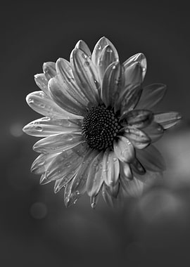Black and White Daisy