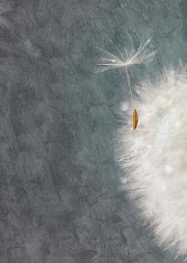 Macro of a tiny part of a seed head of the Dandelion fl ...