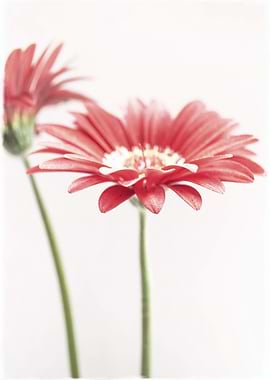 Simply Gerberas