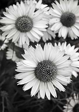 Black and White Coneflowers