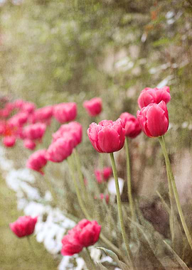 Raspberry Pink and Green Tulip Flowers