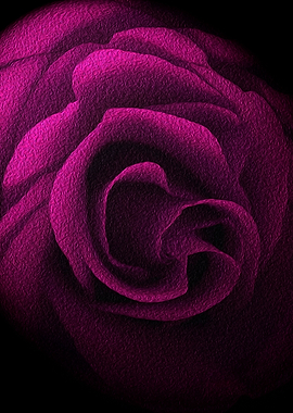 Textured Pink Rose