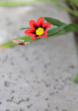 First spring bloom of my Harlequin flower from bulbs