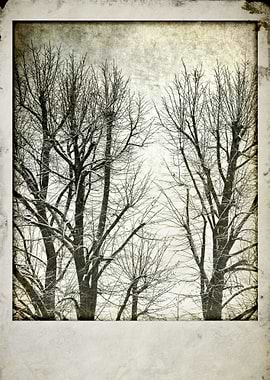 Winter trees - ©Silvia Ganora Photography - All Rights ...